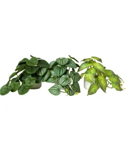 Joe Browns Luscious ery In Speckled Ceramic Pots- Artificial Plants|Floral Décor
