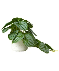 Joe Browns Luscious ery In Speckled Ceramic Pots- Artificial Plants|Floral Décor
