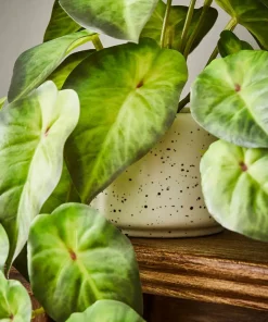 Joe Browns Luscious ery In Speckled Ceramic Pots- Artificial Plants|Floral Décor