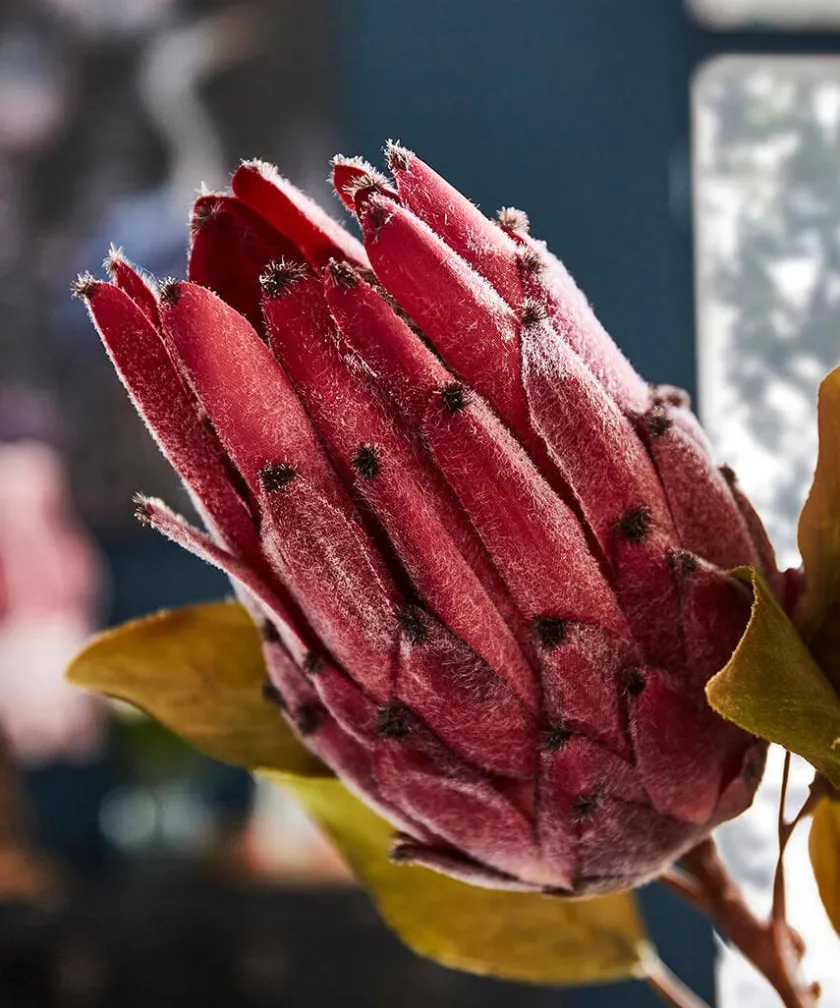 Joe Browns Pack Of 3 Pretty Protea Flower Stems- Floral Décor|Home Accessories