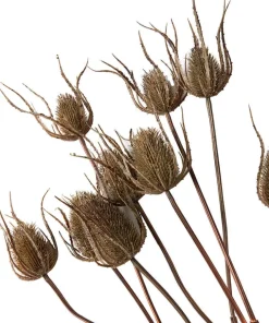 Joe Browns Set Of 3 Large Triple Teasle Plant Stems- Floral Décor|Home Accessories